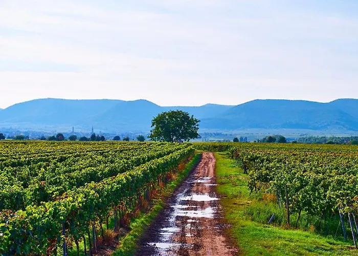 Gaestezimmer Weingut Dr Oberhofer Bed & Breakfast Kirrweiler (Sudliche Weinstrasse)